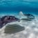 Four stingrays swimming in shallow water over a sandy seabed